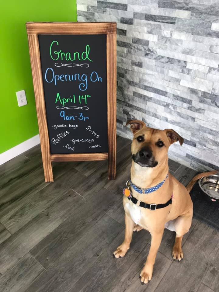 Doggie Day Care Hounds Town Hicksville