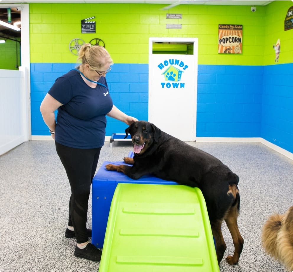 dog daycare