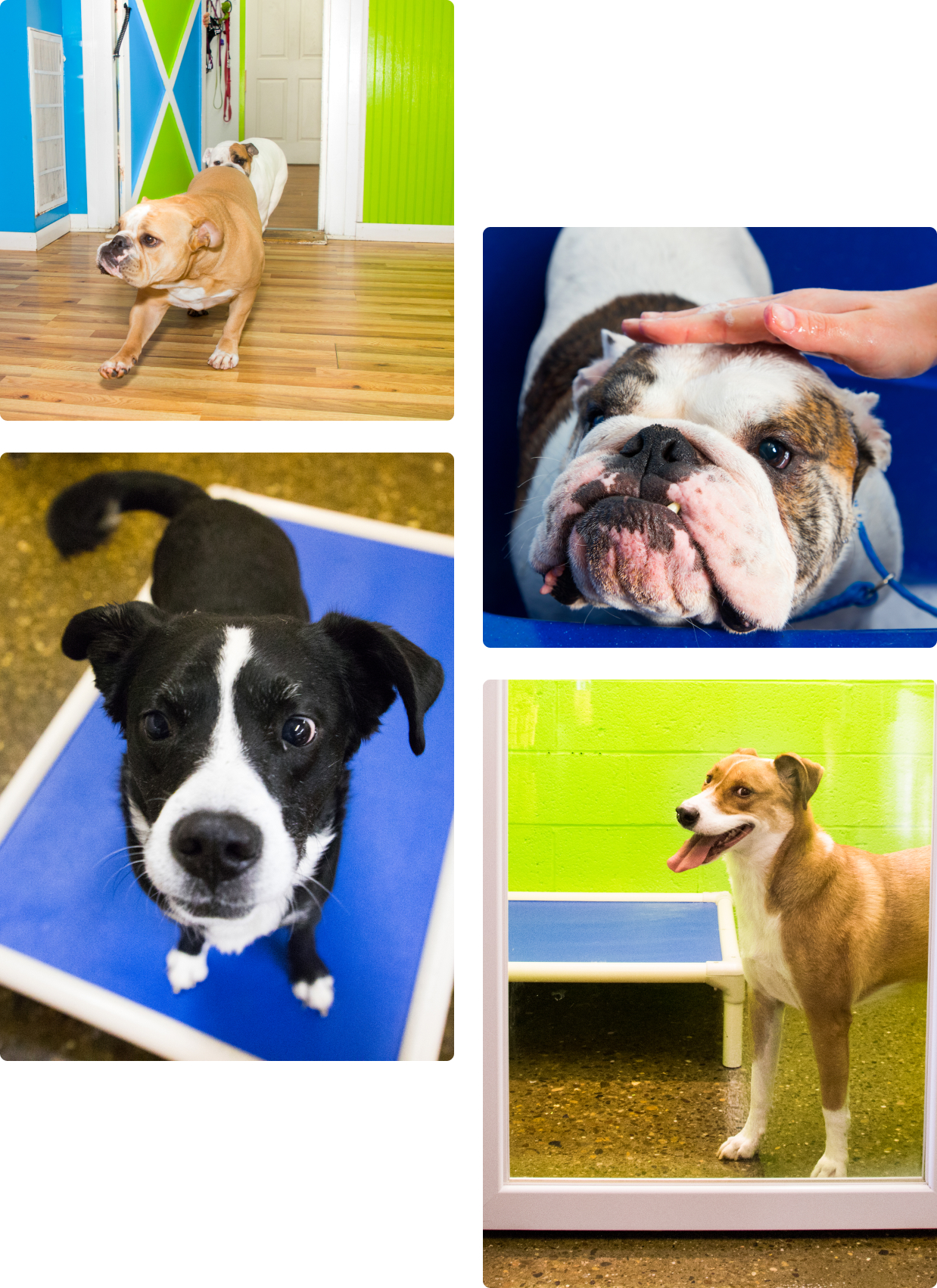 dog boarding