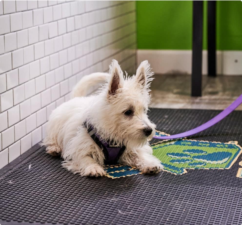 Pet Taxi Services