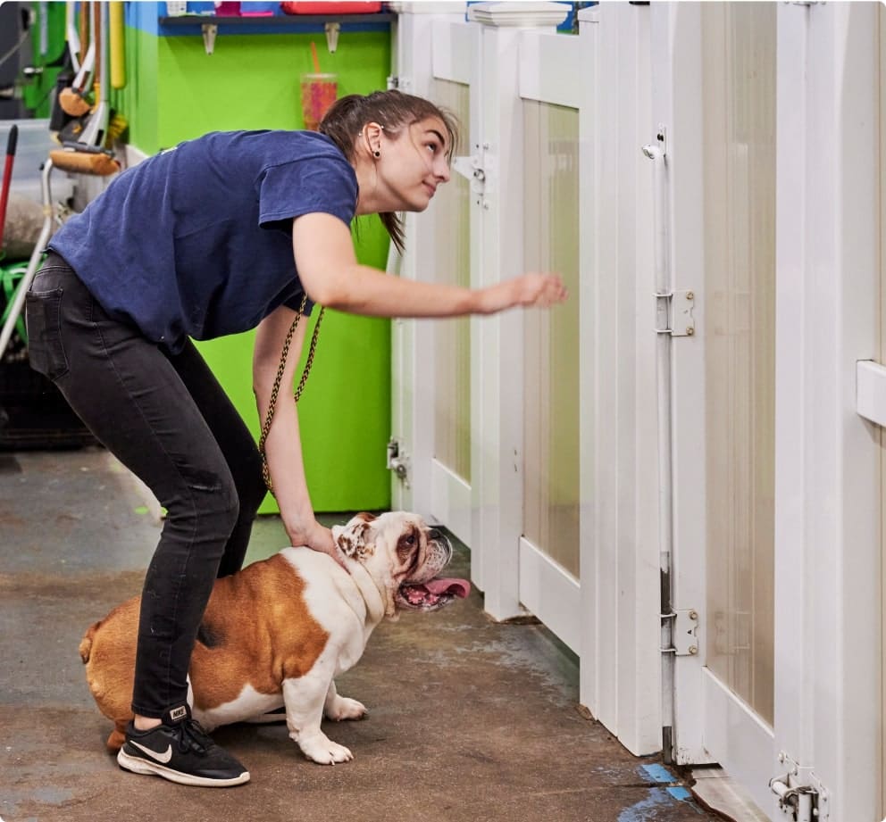 Pet Taxi services