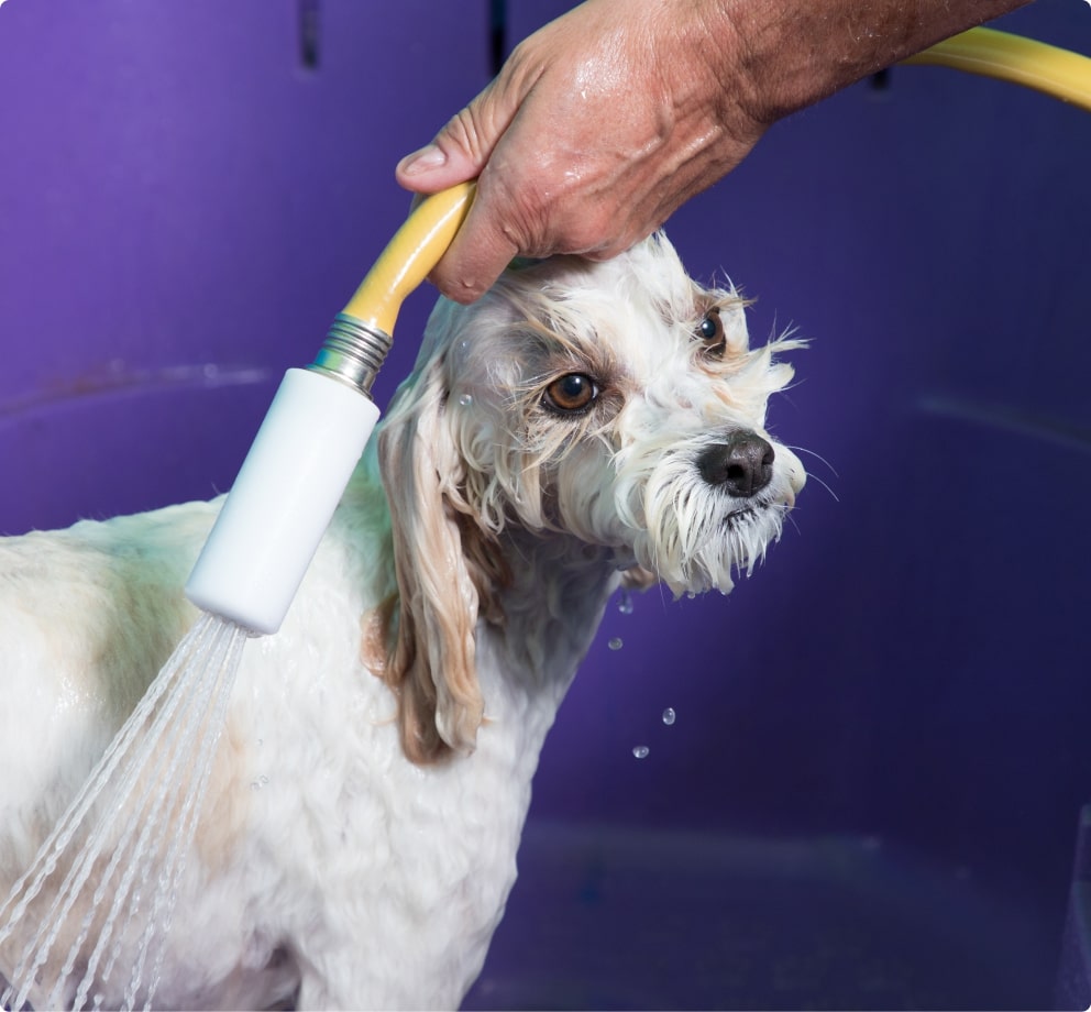 Doggie Spa Services