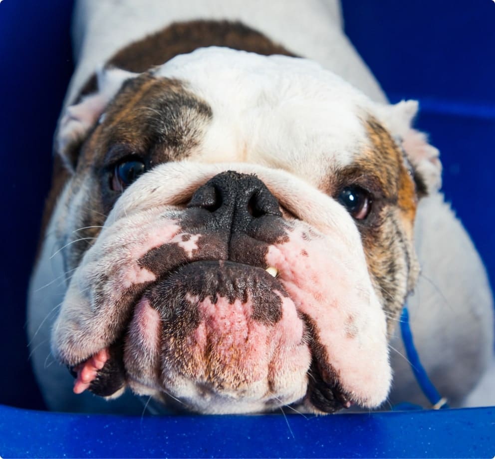 Doggy Daycare