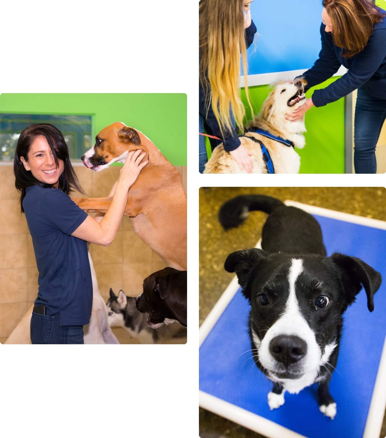 Doggy Daycare